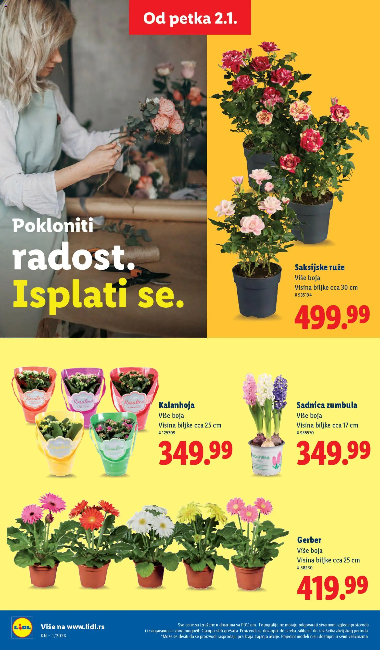 Lidl katalog - važi od 02.01.2026 | Strana: 54 | Proizvode: Kalanhoja, Ruze