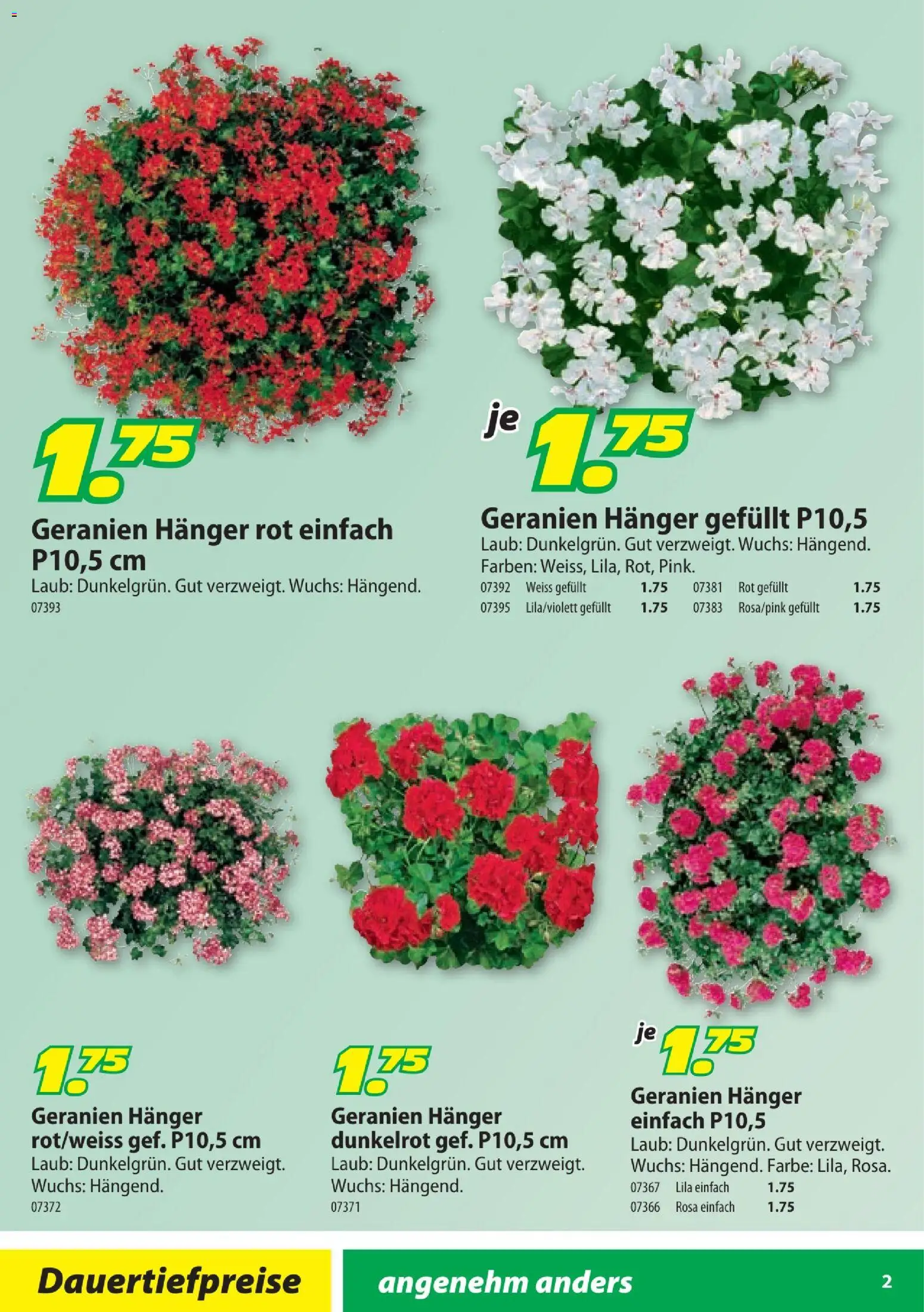 Landi aktionen Geranien – gültig ab 10.04.2026 | Seite: 2