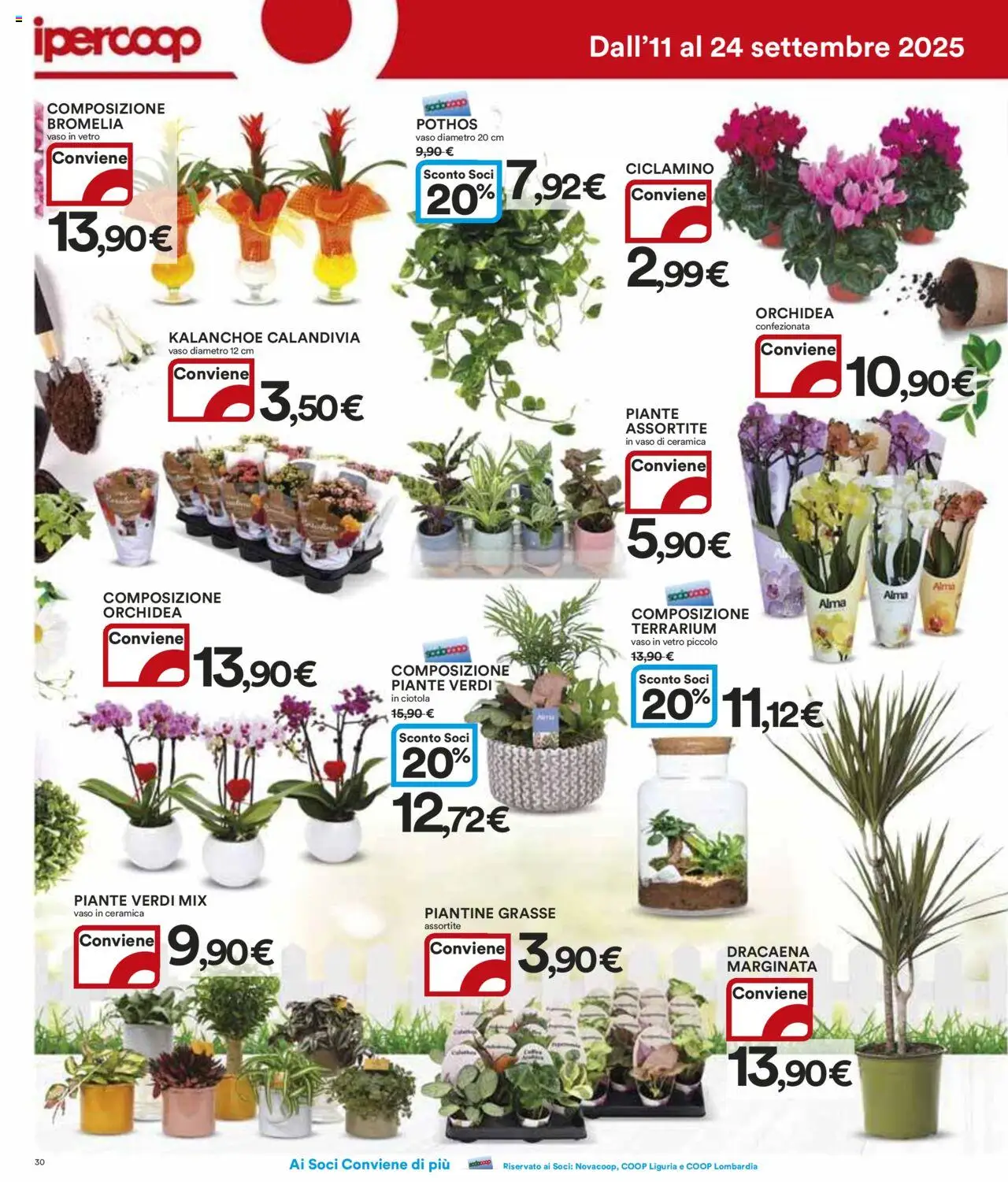 Volantino Ipercoop del 11.09.2025 | Pagina: 30 | Prodotti: Orchidea, Ciotola, Vaso