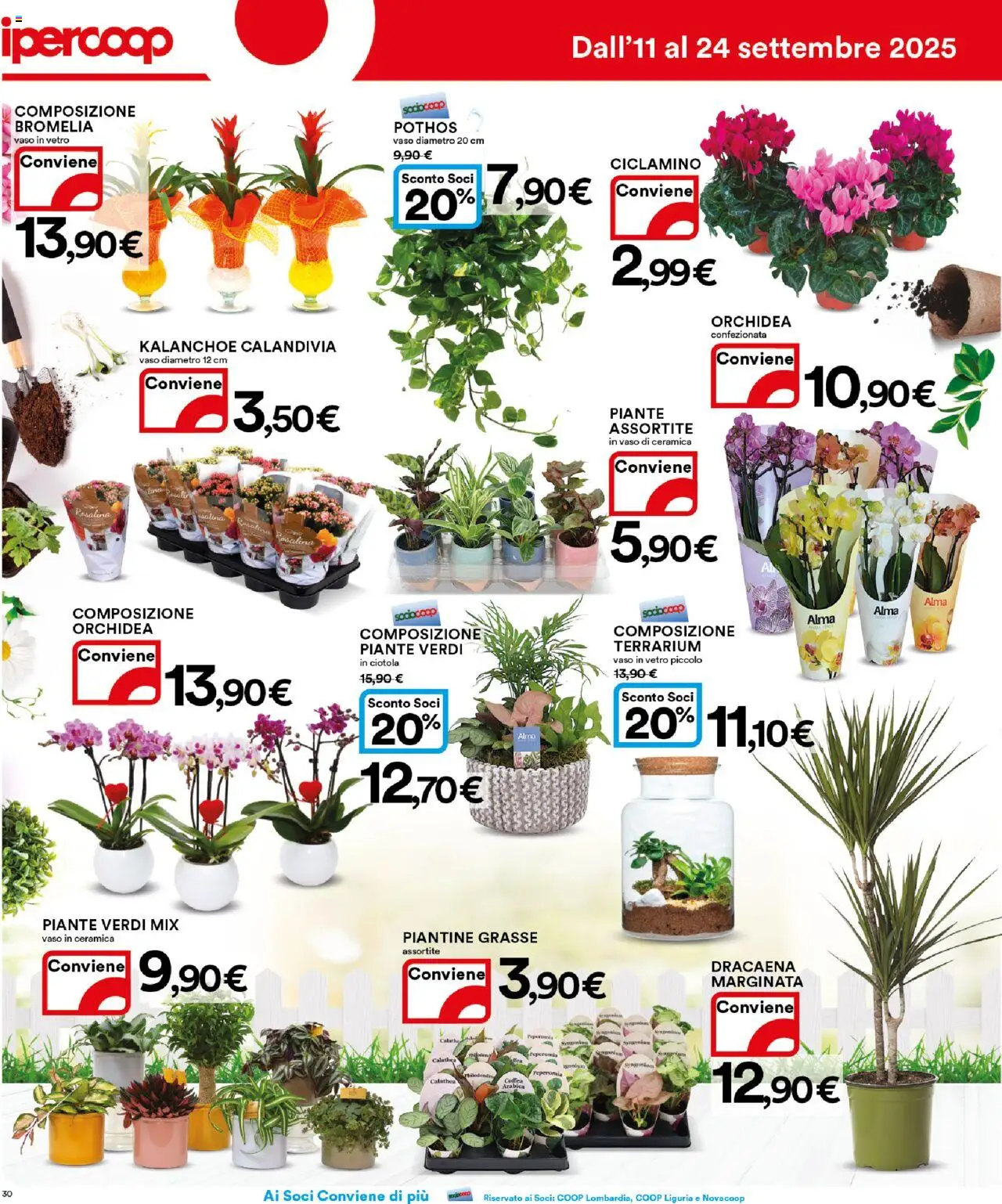 Volantino Ipercoop del 11.09.2025 | Pagina: 30 | Prodotti: Peperoni, Orchidea, Ciotola, Vaso