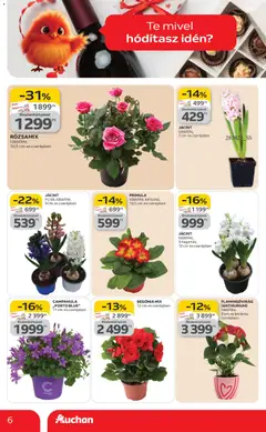Auchan - Valentin napi ajánlataink - amely érvényes a következő dátumtól: 05.02.2026 | Oldal: 6