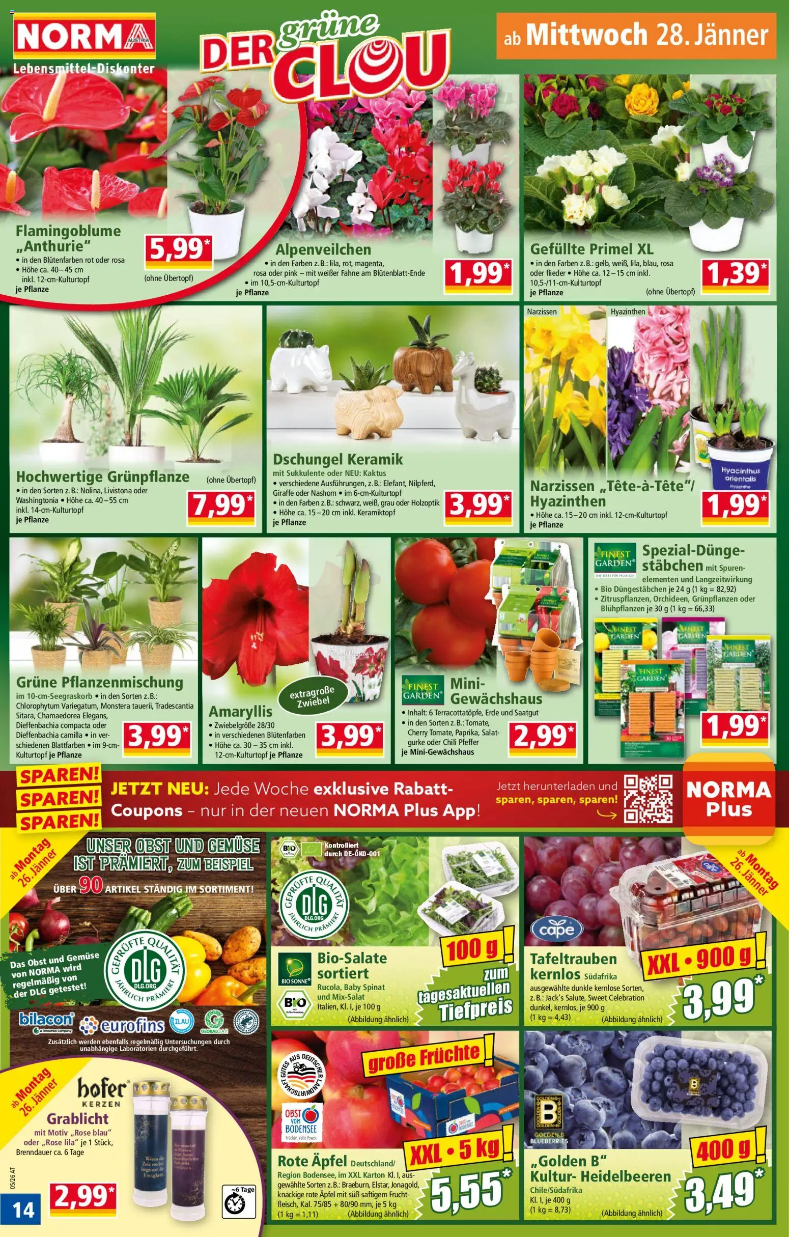 Norma Flugblatt gültig ab 26.01.2026 | Seite: 14 | Produkte: Salat, Pfeffer, Chili, Äpfel