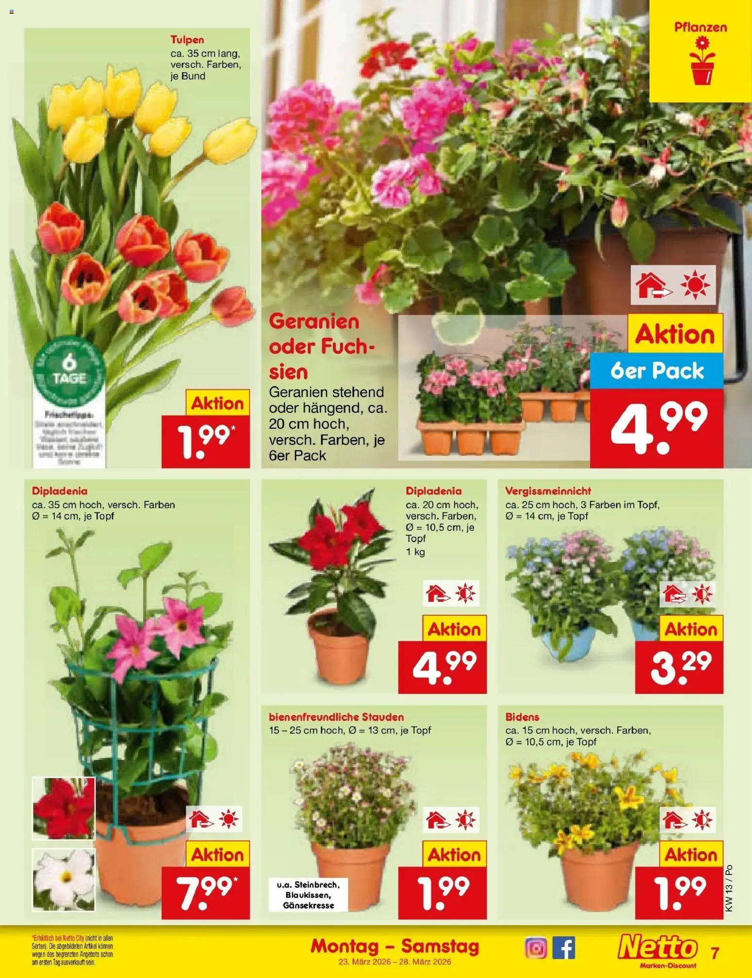 Netto Marken-Discount Prospekt Selb	 – gültig ab 23.03.2026 | Seite: 7 | Produkte: Geranien