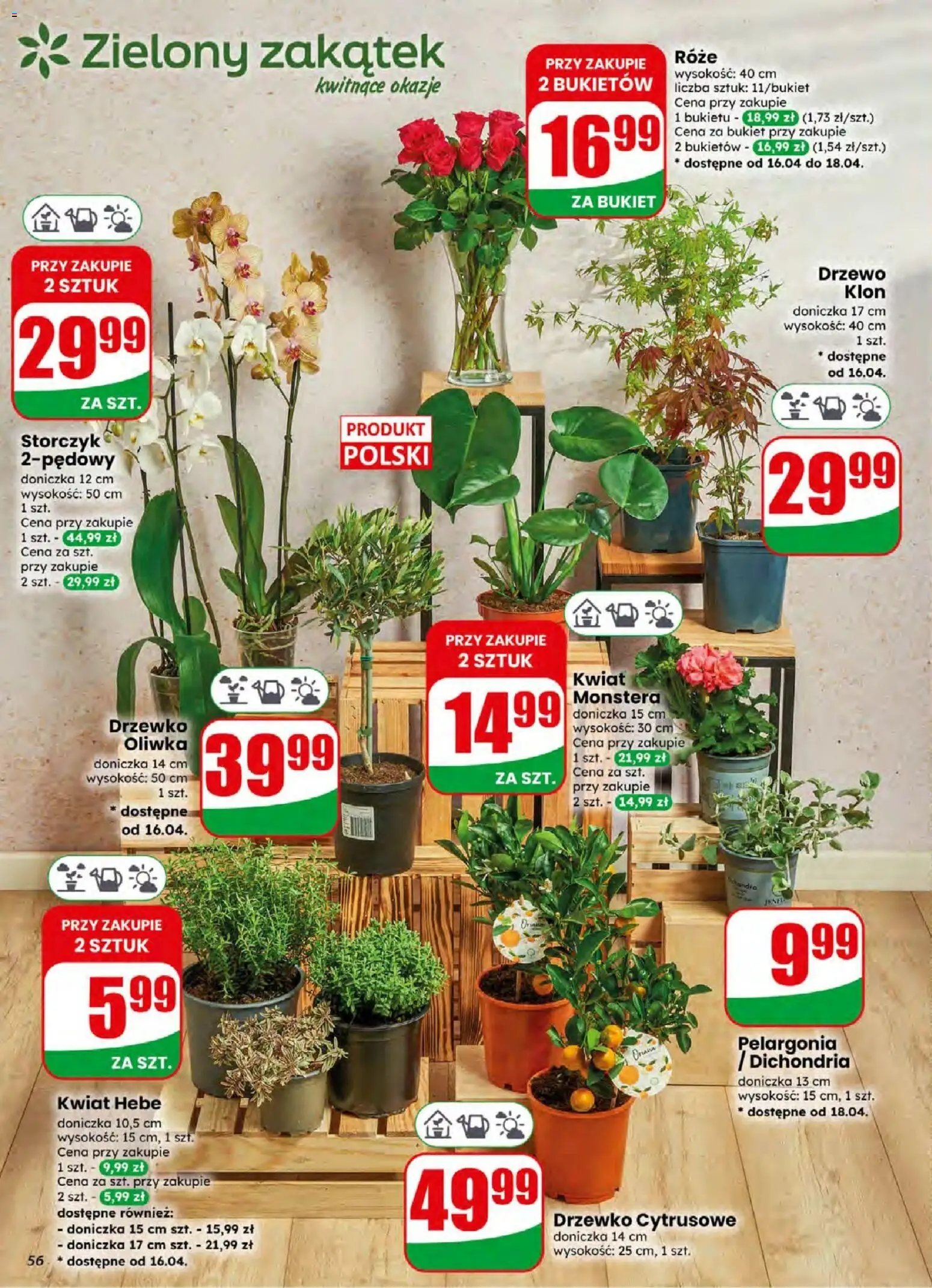 Dino gazetka od 15.04.2026 | Strona: 56 | Produkty: Doniczka, Storczyk, Drzewko cytrusowe