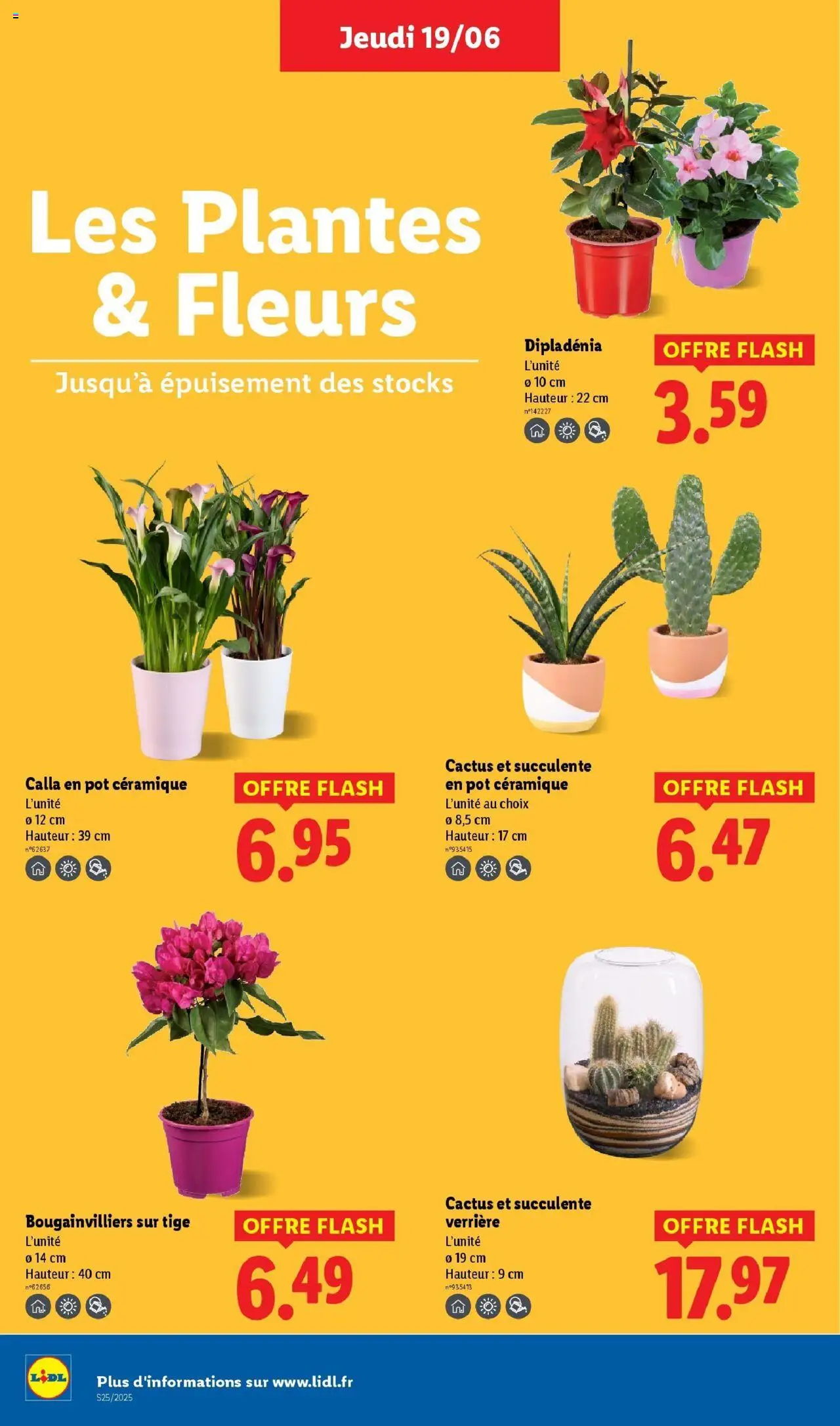  | Page: 28 | Produits: Plantes, Verrière, Dipladénia