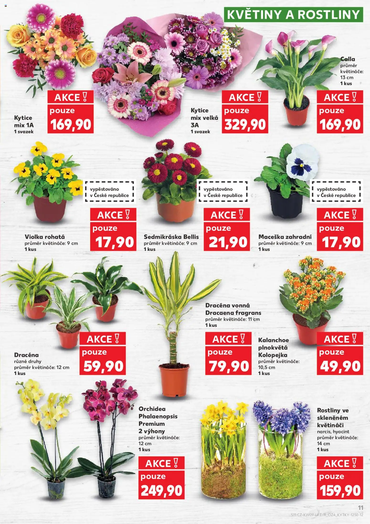 Kaufland leták od 25.02.2026 | Strana: 11 | Produkty: Kalanchoe, Rostliny, Kytice, Květiny