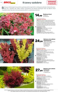 Pogląd oferty "Brico Marché gazetka - Wiosna" - ważna od 04.03.2026 | Strona: 61 | Produkty: Doniczka, Rosliny, Doniczki, Kwiaty