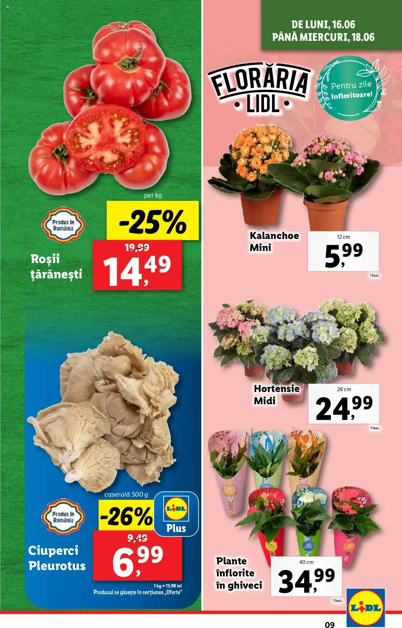 Catalog Lidl – valabil de la 16.06.2025 | Pagină: 9 | Produse: Ghiveci, Ciuperci, Roșii
