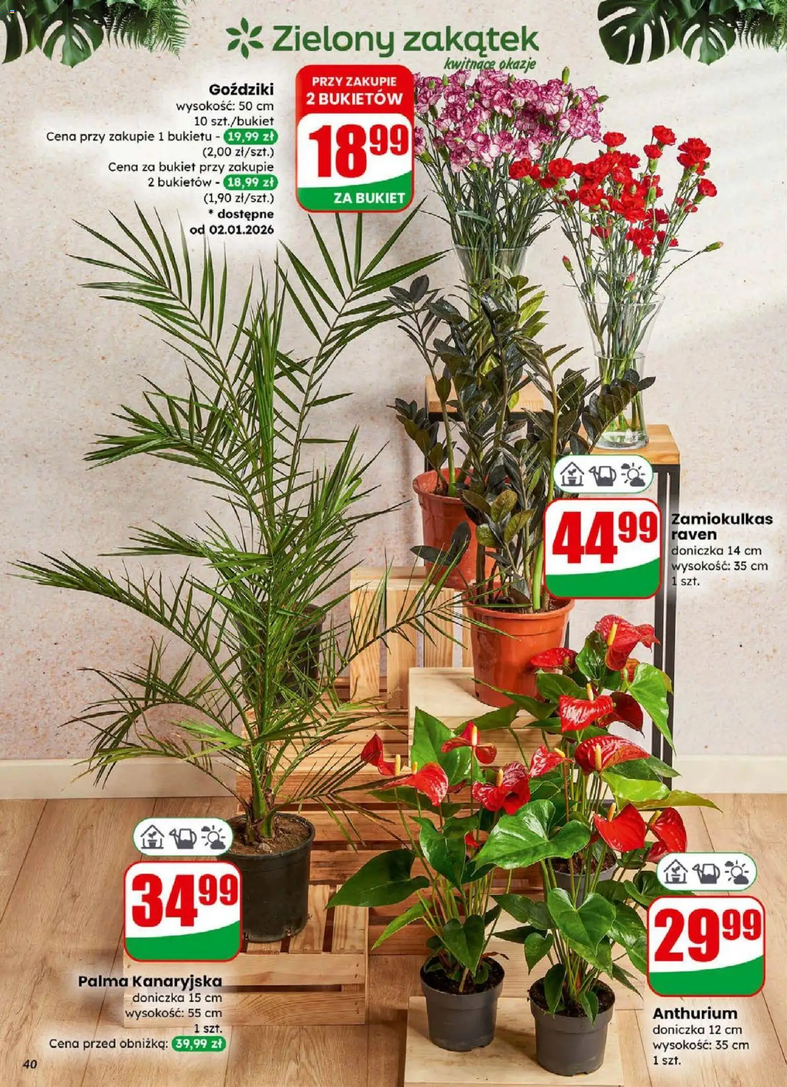 Dino Gazetka od 31.12.2025 | Strona: 40 | Produkty: Goździki, Zamiokulkas, Doniczka