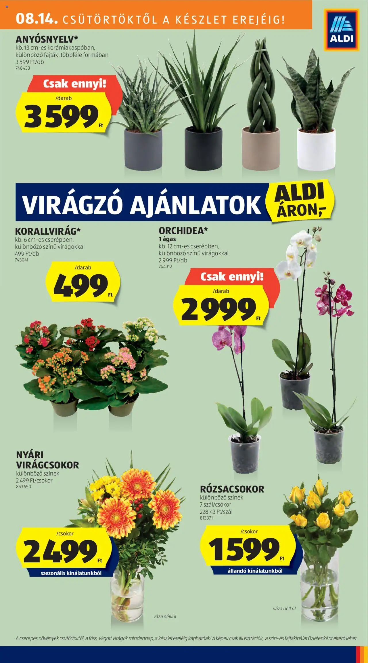 Aldi akciós ujság - amely érvényes a következő dátumtól: 14.08.2025 | Oldal: 9 | Termékek: Virágok, Váza