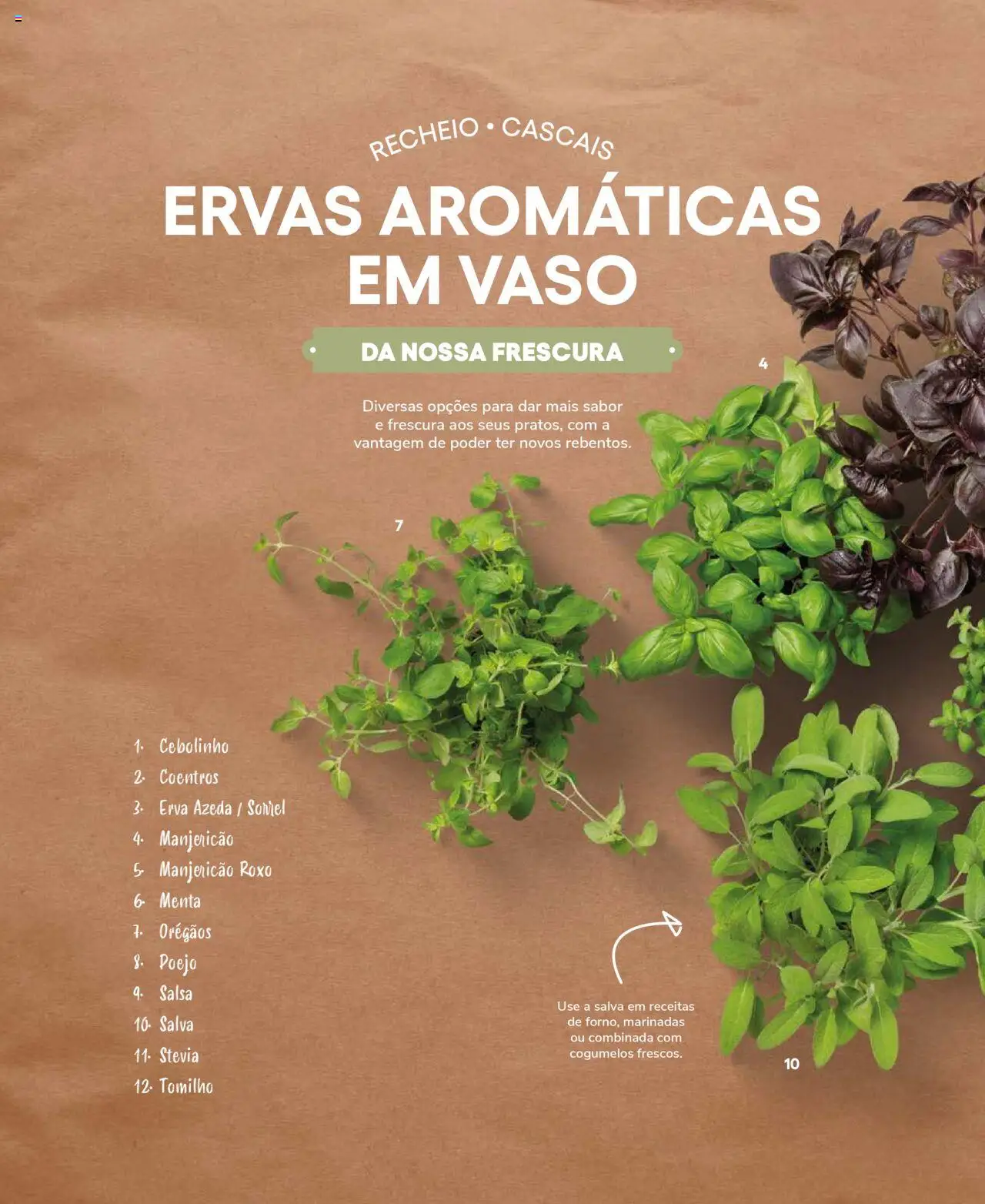 Recheio Frutas e Legumes │ válido de 19.09.2024 | Página: 58 | Produtos: Orégãos, Stevia, Vaso, Cogumelos