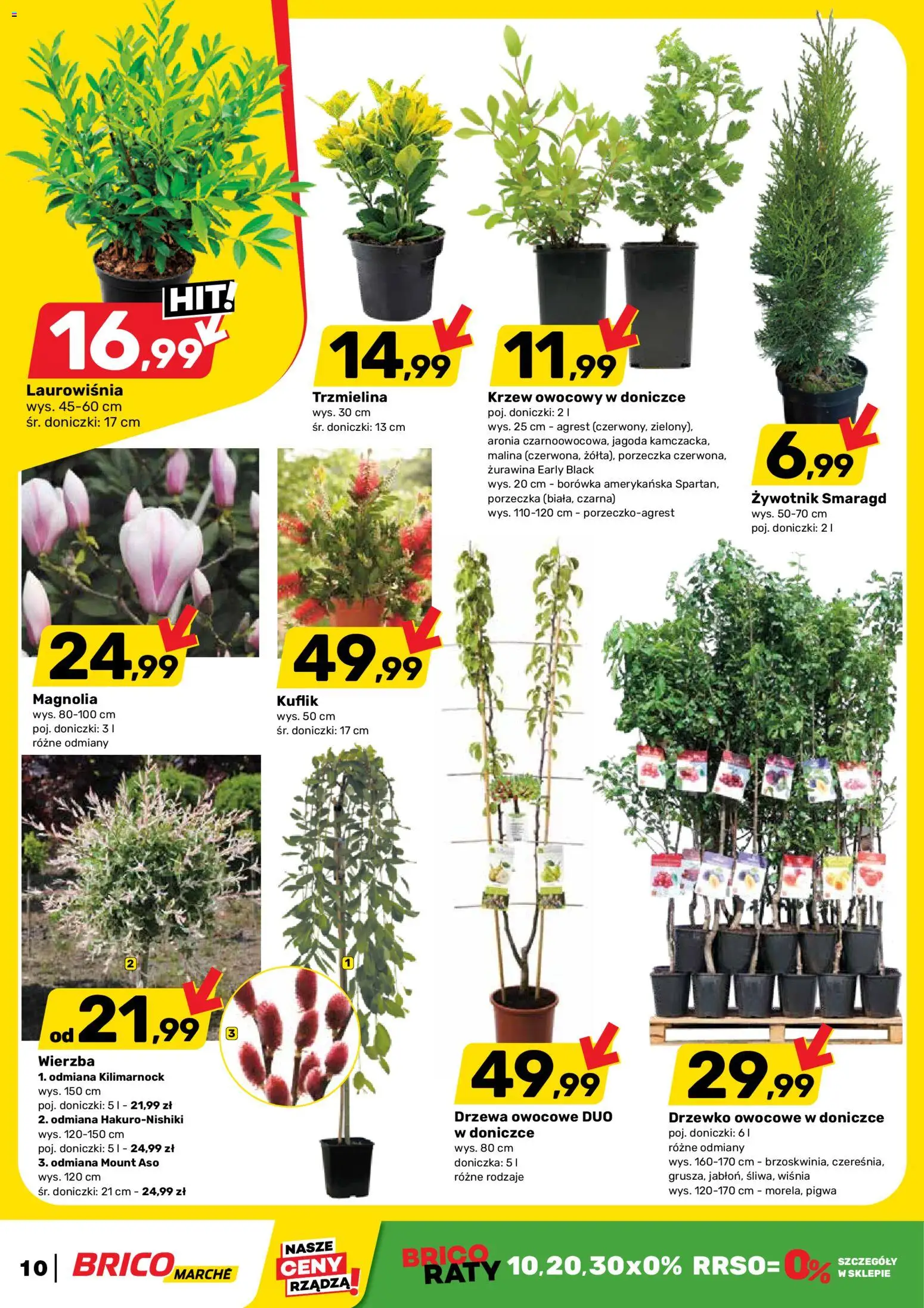 Brico Marché gazetka od 08.04.2026 | Strona: 10 | Produkty: Borówka amerykańska, Drzewa owocowe, Porzeczka, Doniczka