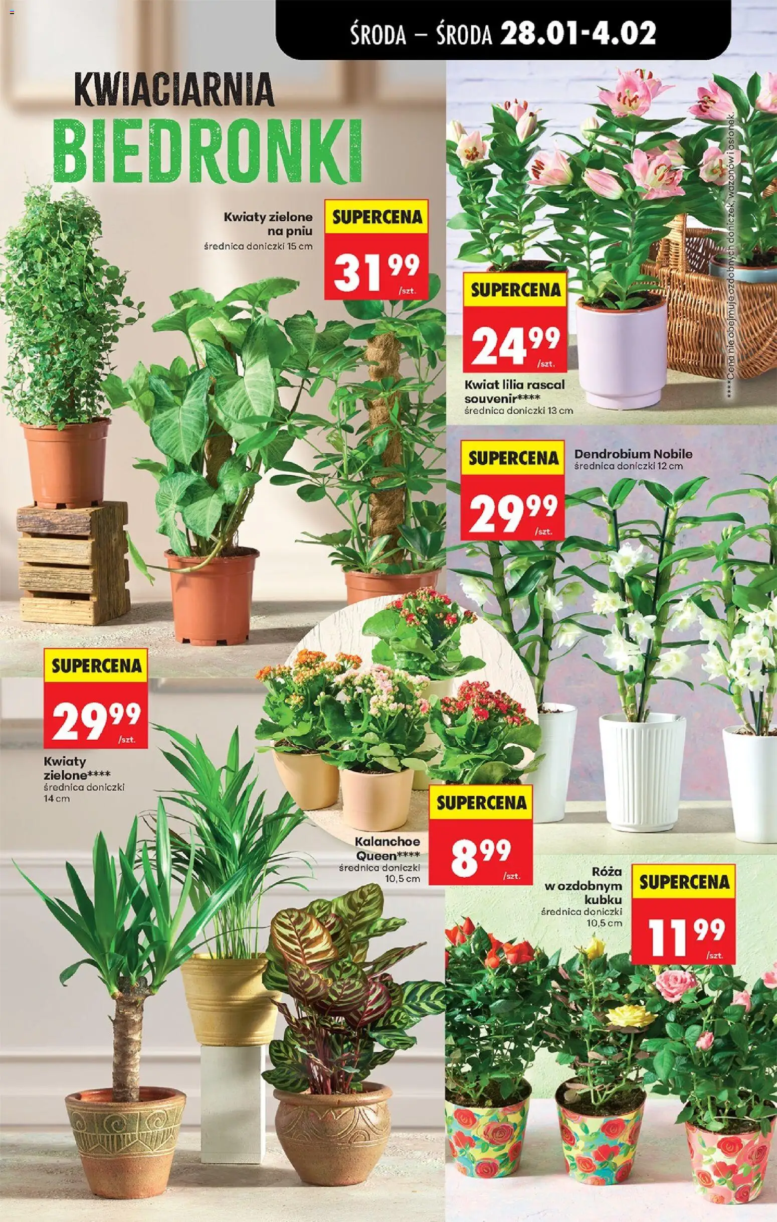 Biedronka gazetka - Oferta w tym tygodniu od 28.01.2026 | Strona: 17 | Produkty: Doniczki, Kalanchoe, Kwiaty