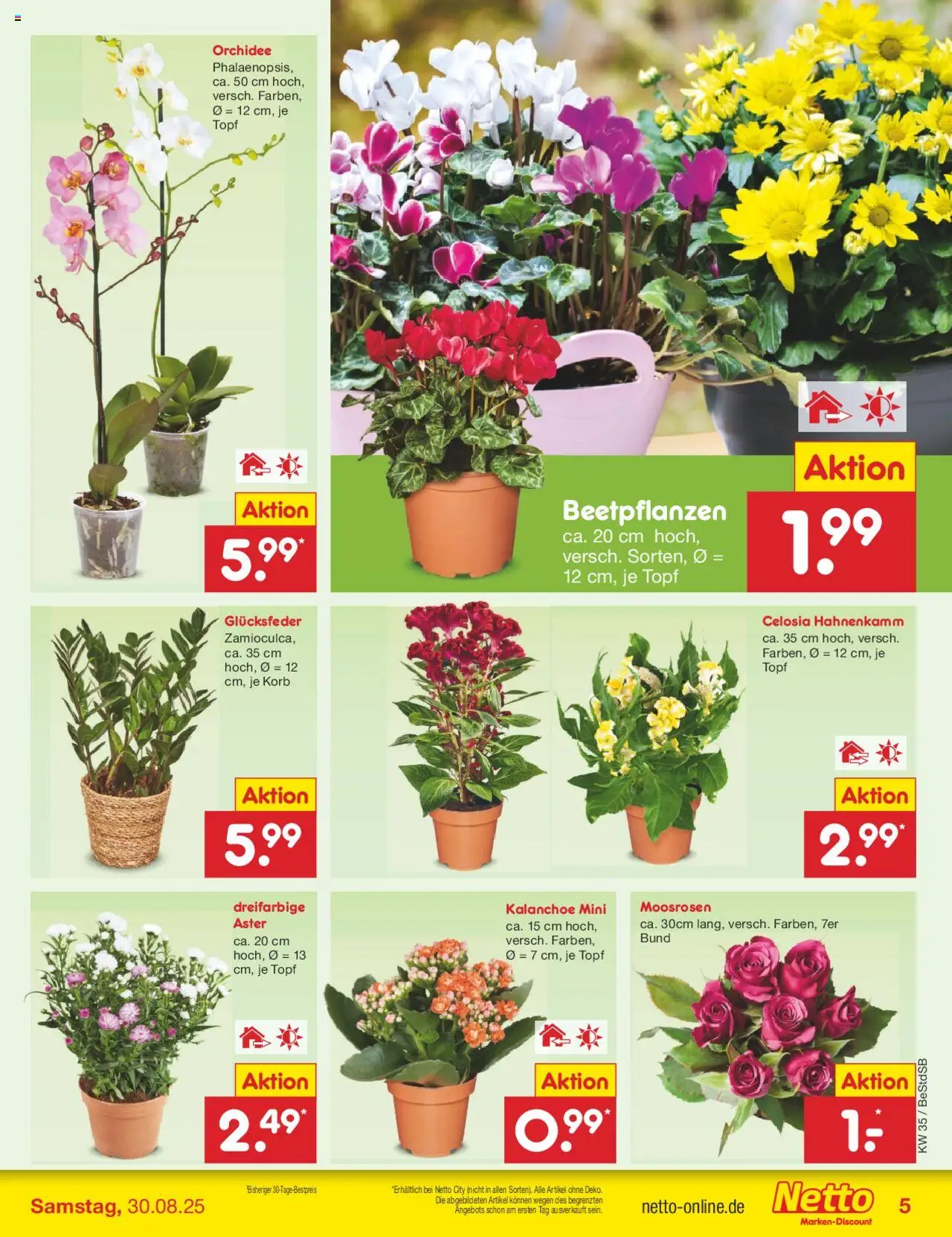 Netto Marken-Discount Prospekt 	 - gültig ab dem 25.08.2025 | Seite: 5 | Produkte: Orchidee, Korb