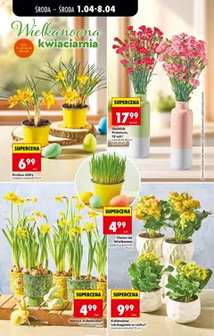 Pogląd oferty "Goździk Premium, 12 szt.*, Goździk Premium, wysokość 50 cm, 12 szt." - ważna od 01.04.2026 | Strona: 26 | Produkty: Goździk, Doniczki, Kalanchoe