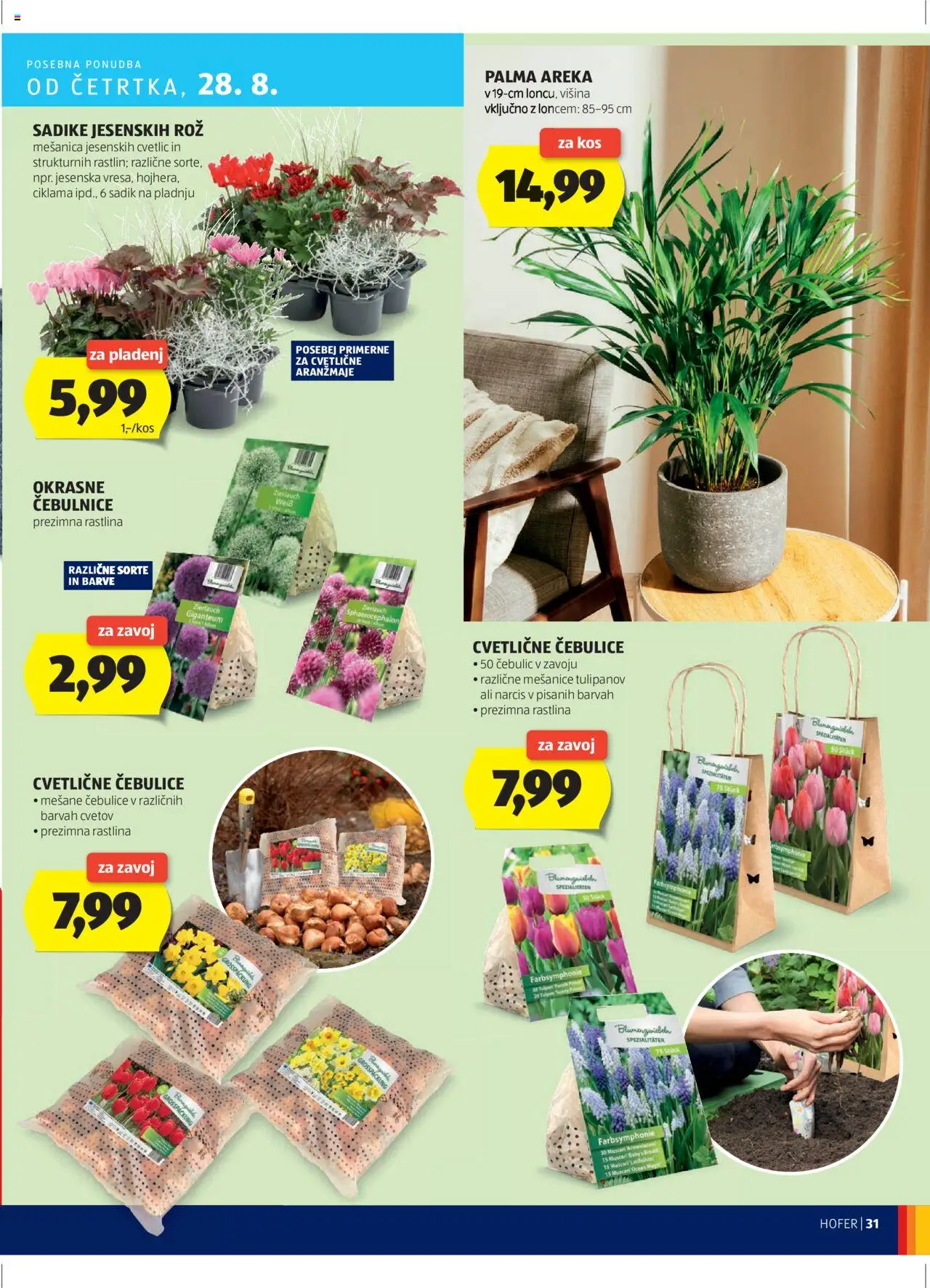 Hofer SI katalog | vrijedi od 21.08.2025 | Stranica: 31