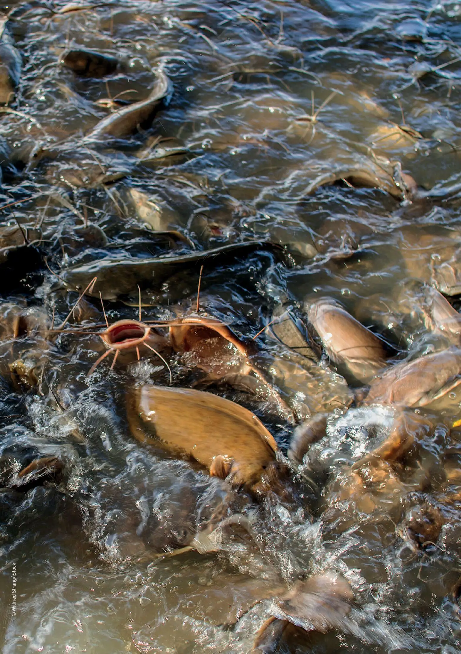 Lagerhaus Fischfutter gültig ab 01.03.2026 | Seite: 12