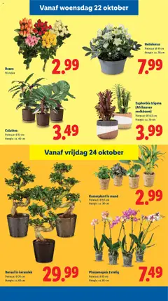 Bonsai in keramiek, Potmaat: Ø 20 cm, Hoogte: ca. 65 cm - Voorbeeld van een folder van Lidl, geldig van 20.10.2025 | Pagina: 23