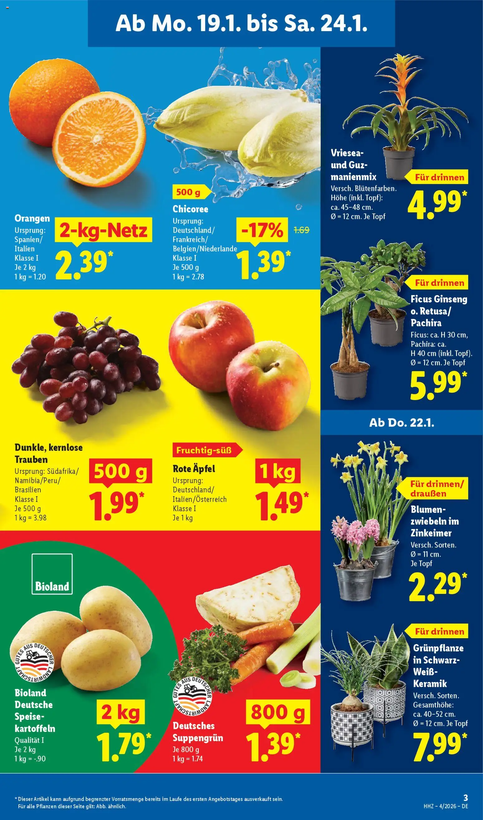 Lidl - Prospekt – gültig ab 19.01.2026 | Seite: 5 | Produkte: Blumen, Äpfel, Kartoffeln, Zwiebeln