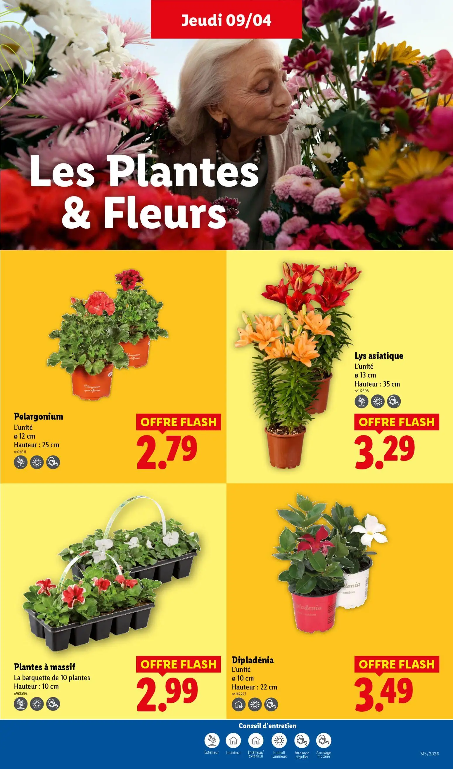 {H1} | Page: 25 | Produits: Plantes, Dipladénia
