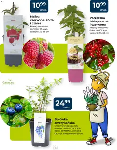Pogląd oferty "Mrówka gazetka" - ważna od 23.04.2026 | Strona: 15 | Produkty: Malina, Borówka amerykańska, Porzeczka, Doniczka