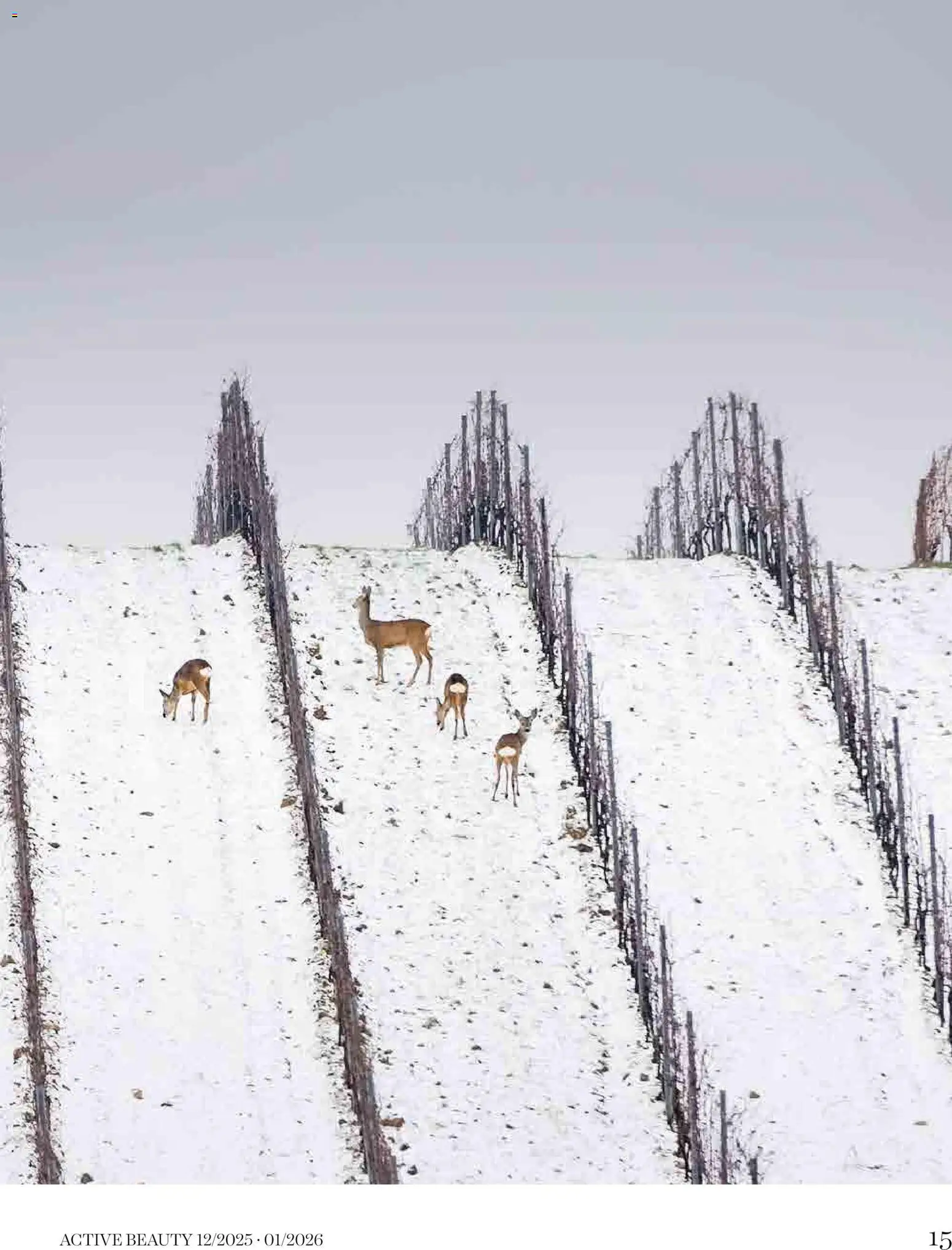 dm drogerie markt Active Beauty Magazin 12/2025, 01/2026 gültig ab 01.12.2025 | Seite: 15