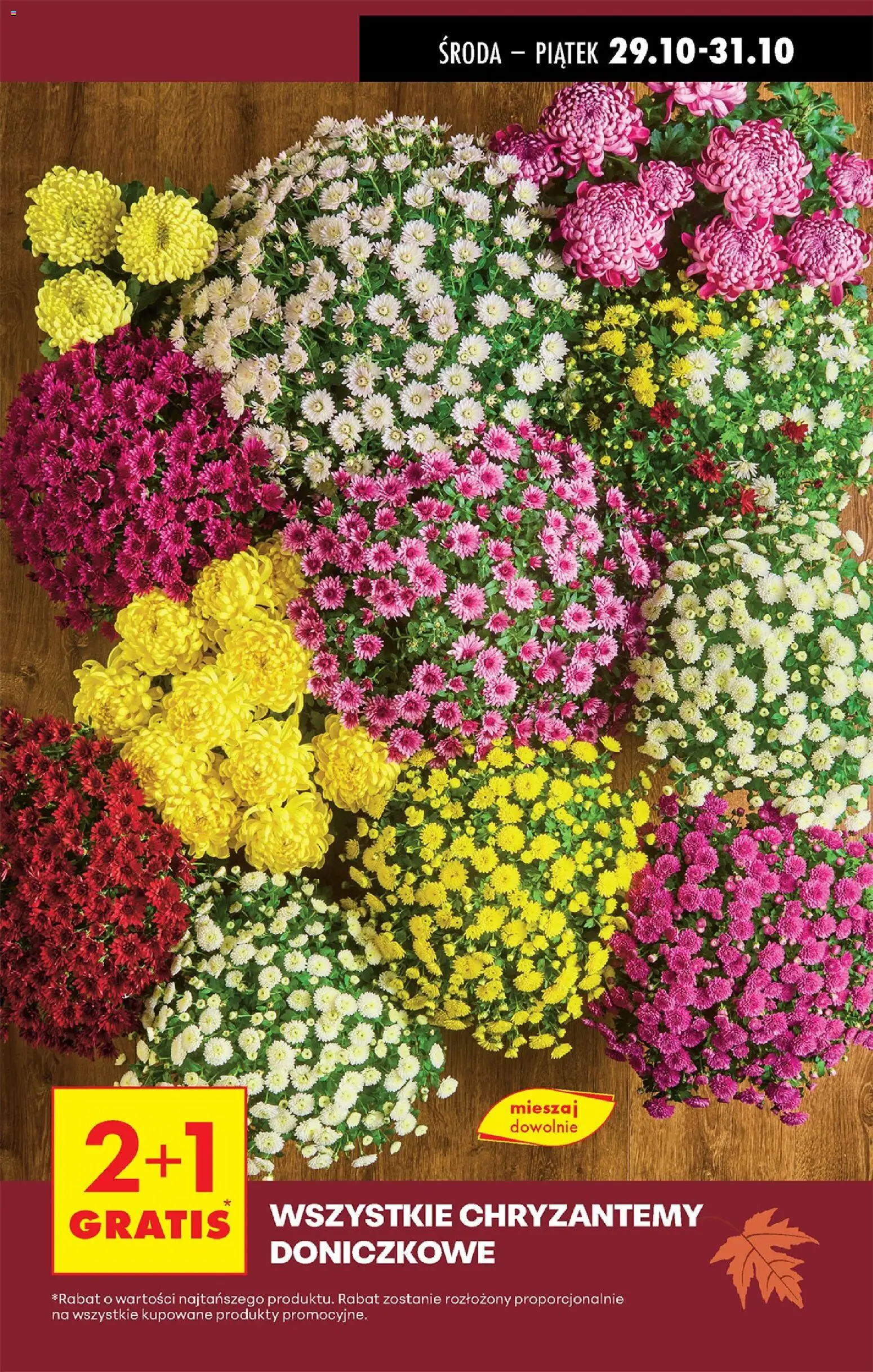 Biedronka gazetka - Oferta w tym tygodniu od 29.10.2025 | Strona: 19 | Produkty: Chryzantemy