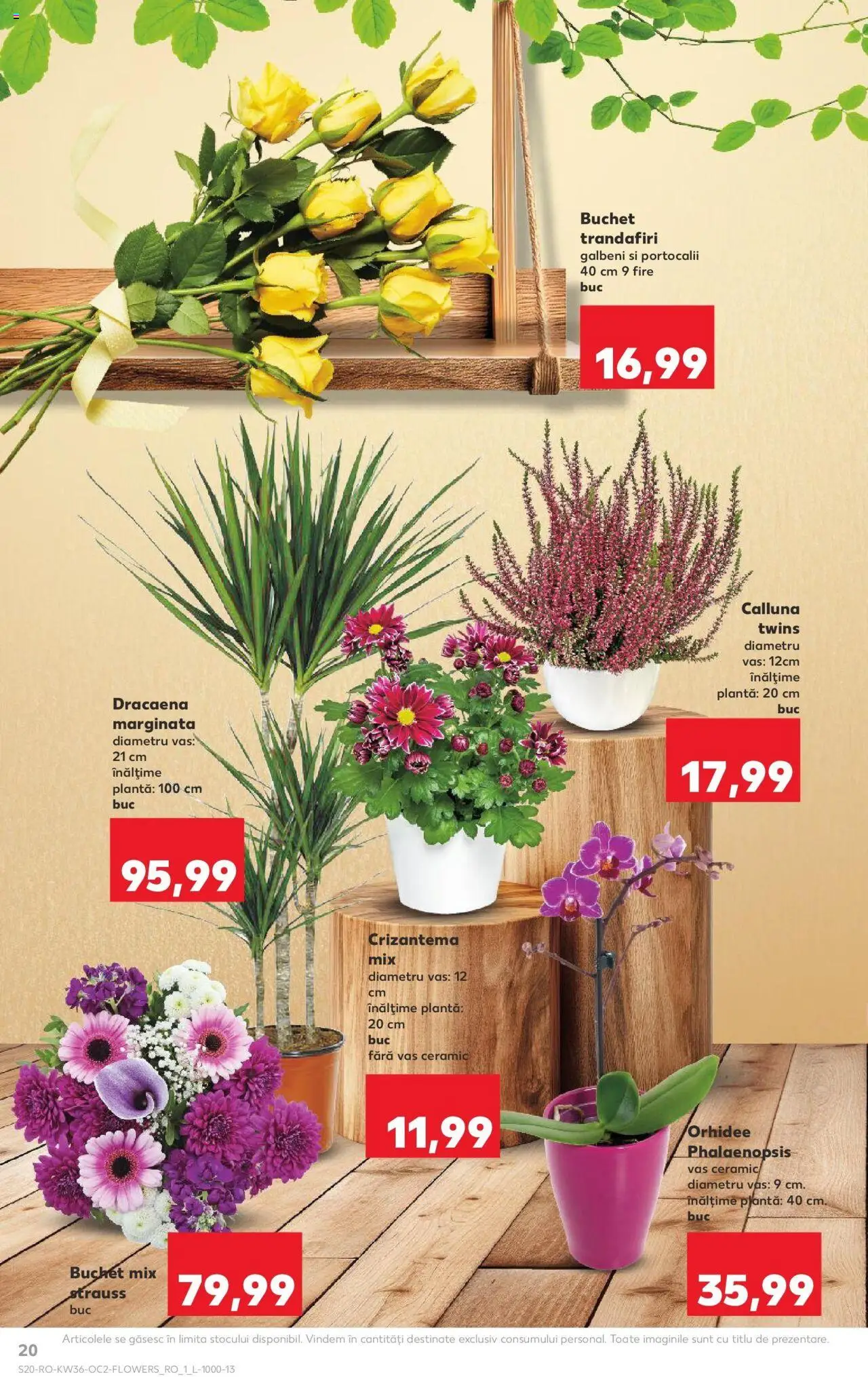Noul catalog Kaufland – valabil de la 03.09.2025 | Pagină: 20 | Produse: Orhidee