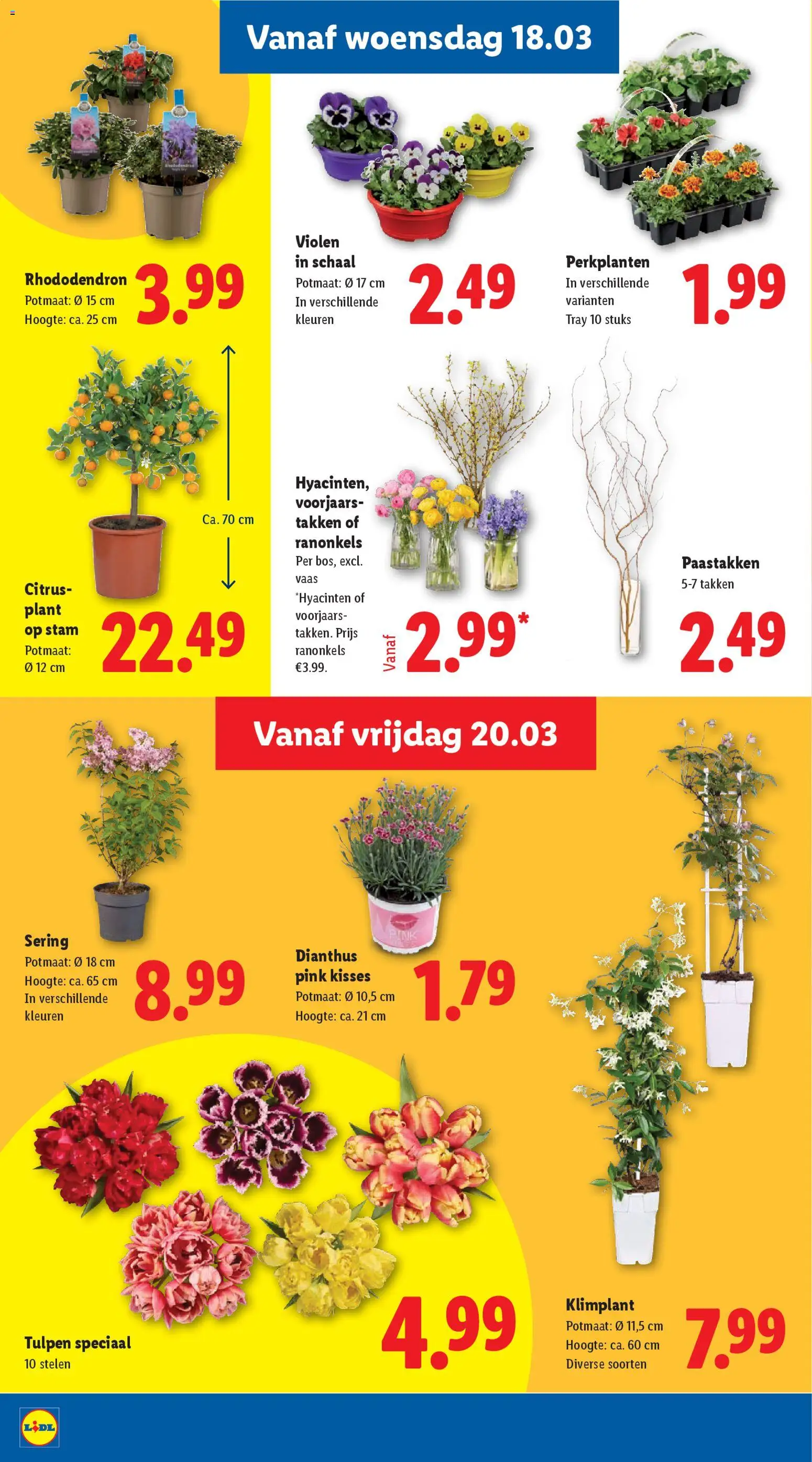 {H1} | Pagina: 18 | Producten: Schaal, Vaas