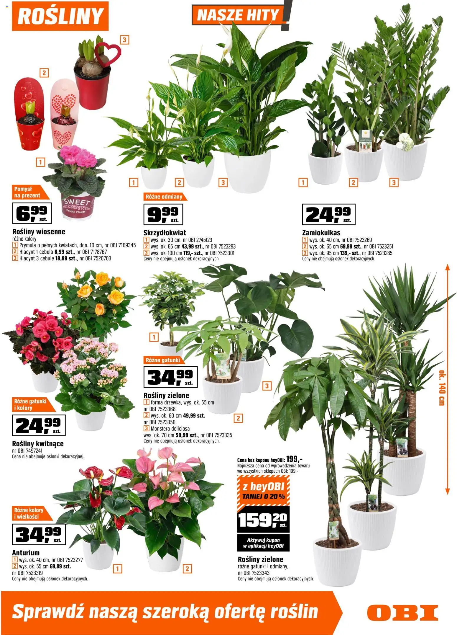OBI Gazetka od 28.01.2026 | Strona: 13 | Produkty: Zamiokulkas, Rosliny, Monstera deliciosa, Cebule