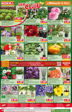 Norma Flugblatt ab 16.03.2026 gültig | Seite: 16 | Produkte: Zwiebeln