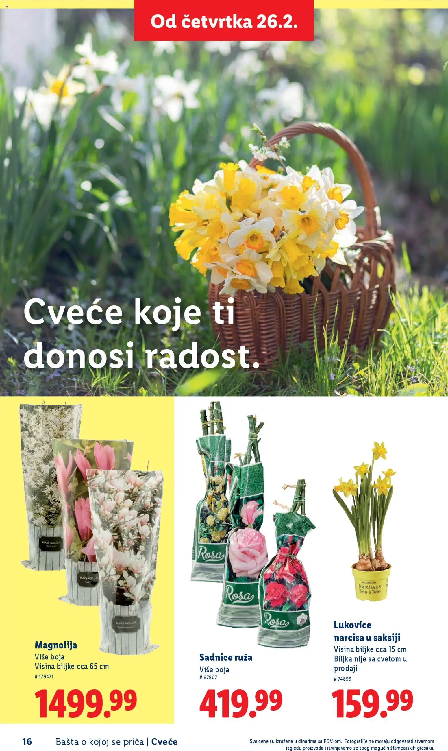 Lidl katalog - važi od 26.02.2026 | Strana: 16 | Proizvode: Cvece