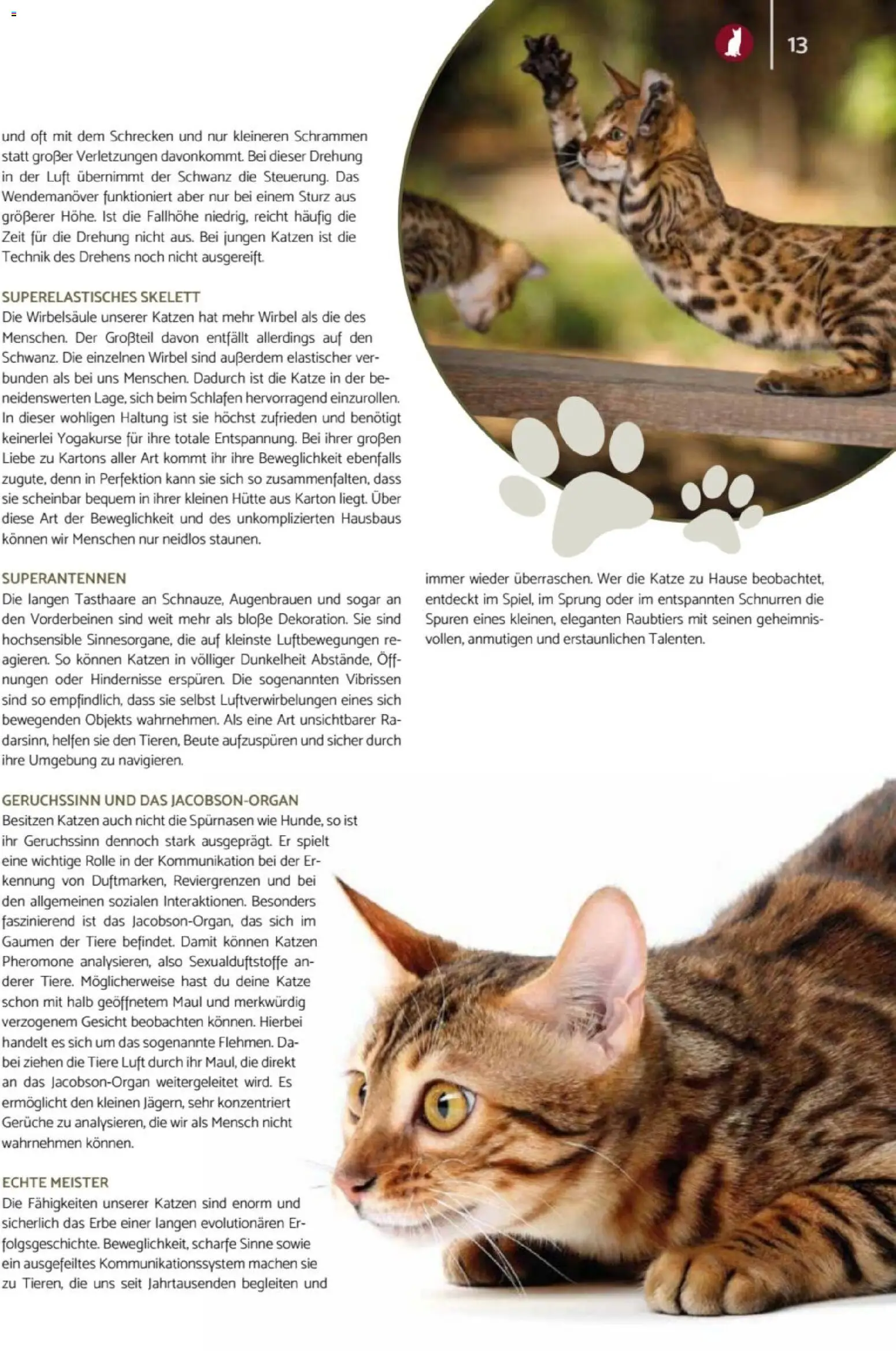 zookauf - Heimtier Journal – gültig ab 01.12.2025 | Seite: 13