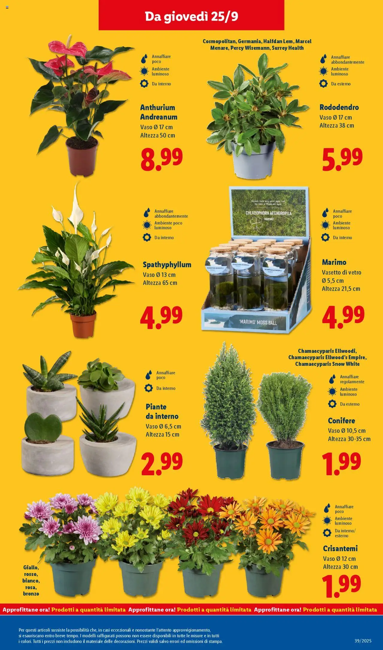 Volantino Lidl del 22.09.2025 | Pagina: 43 | Prodotti: Crisantemi, Vaso