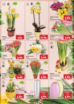 Vrt koji priča priču u Kauflandu - Pregled kataloga iz trgovine Kaufland, vrijedi od 29.03.2026 | Stranica: 3 | Proizvodi: Orhideja, Vaza