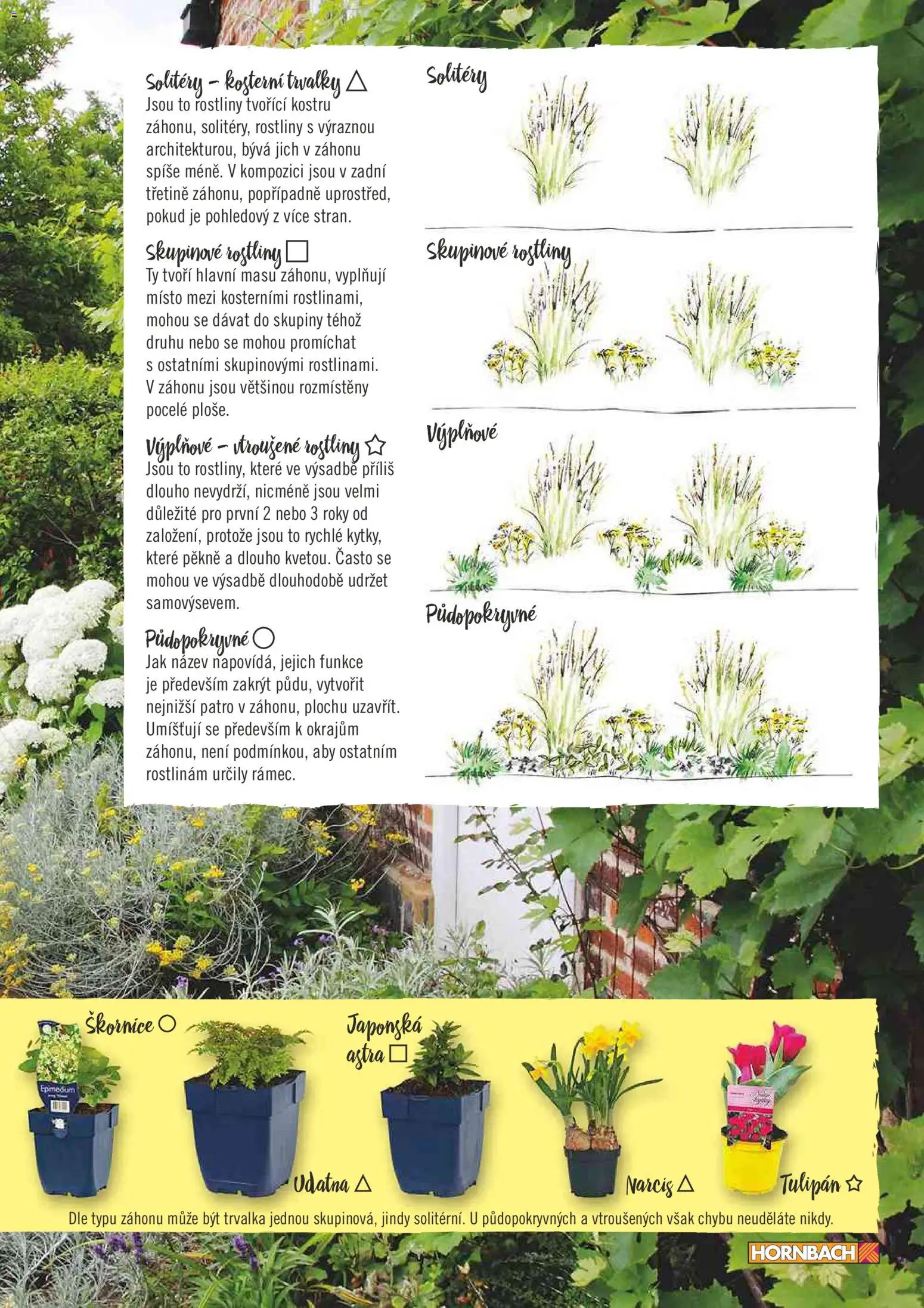 HORNBACH leták - Žijte ve své zahradě od 01.01.2026 | Strana: 7 | Produkty: Rostliny