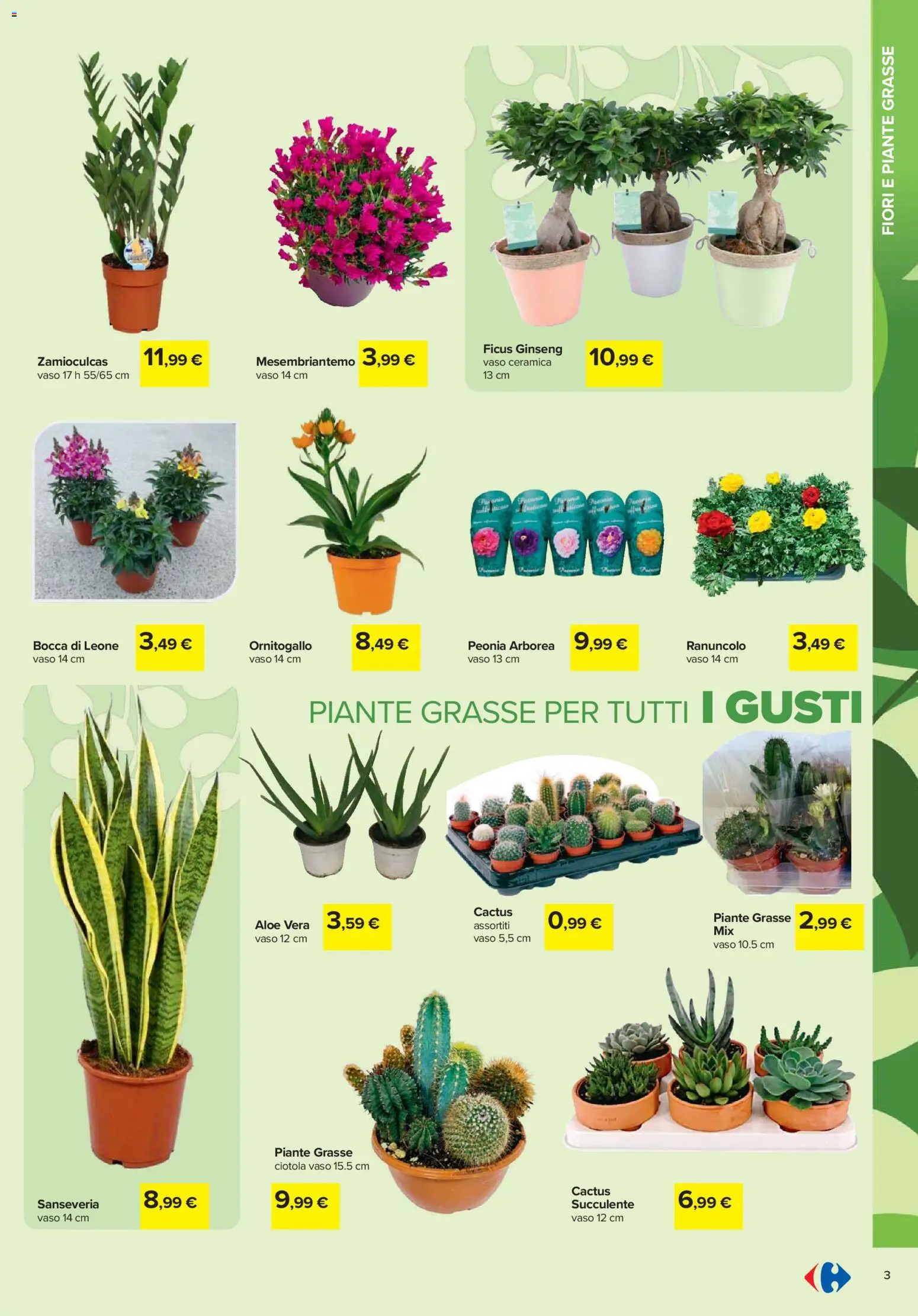 Volantino Carrefour del 19.02.2026 | Pagina: 3 | Prodotti: Cactus, Aloe vera, Ciotola, Vaso
