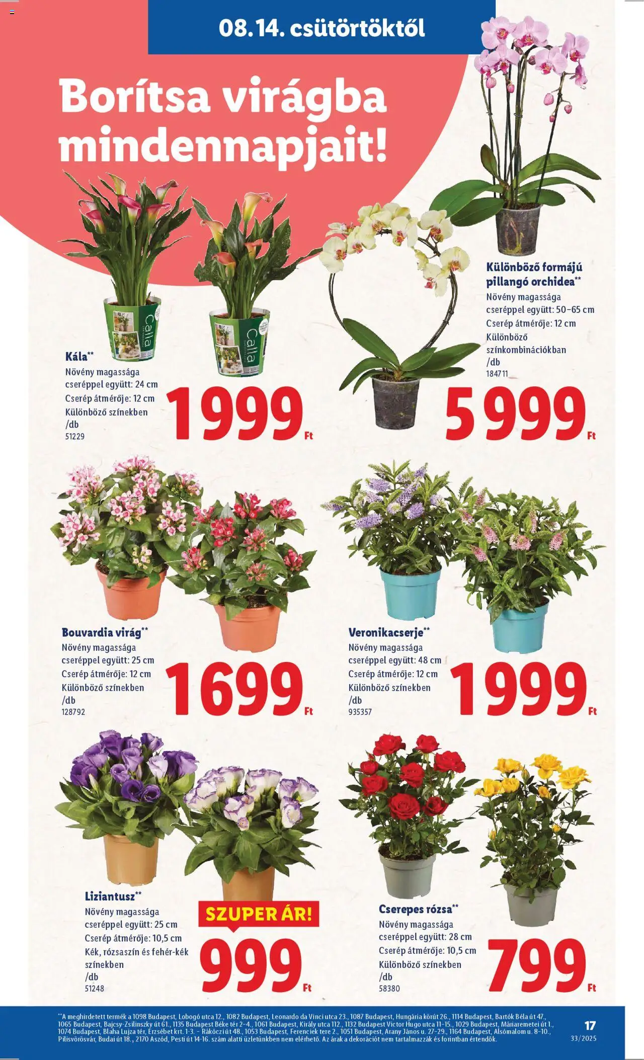 Lidl akciós ujság - amely érvényes a következő dátumtól: 14.08.2025 | Oldal: 17 | Termékek: Orchidea, Virag