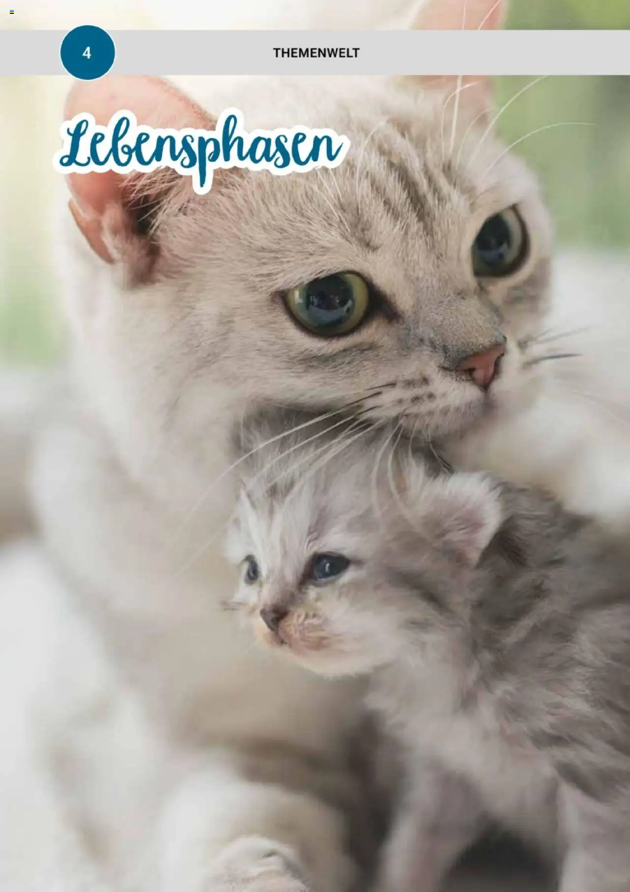 zookauf Themenkatalog Katze – gültig ab 01.10.2025 | Seite: 4