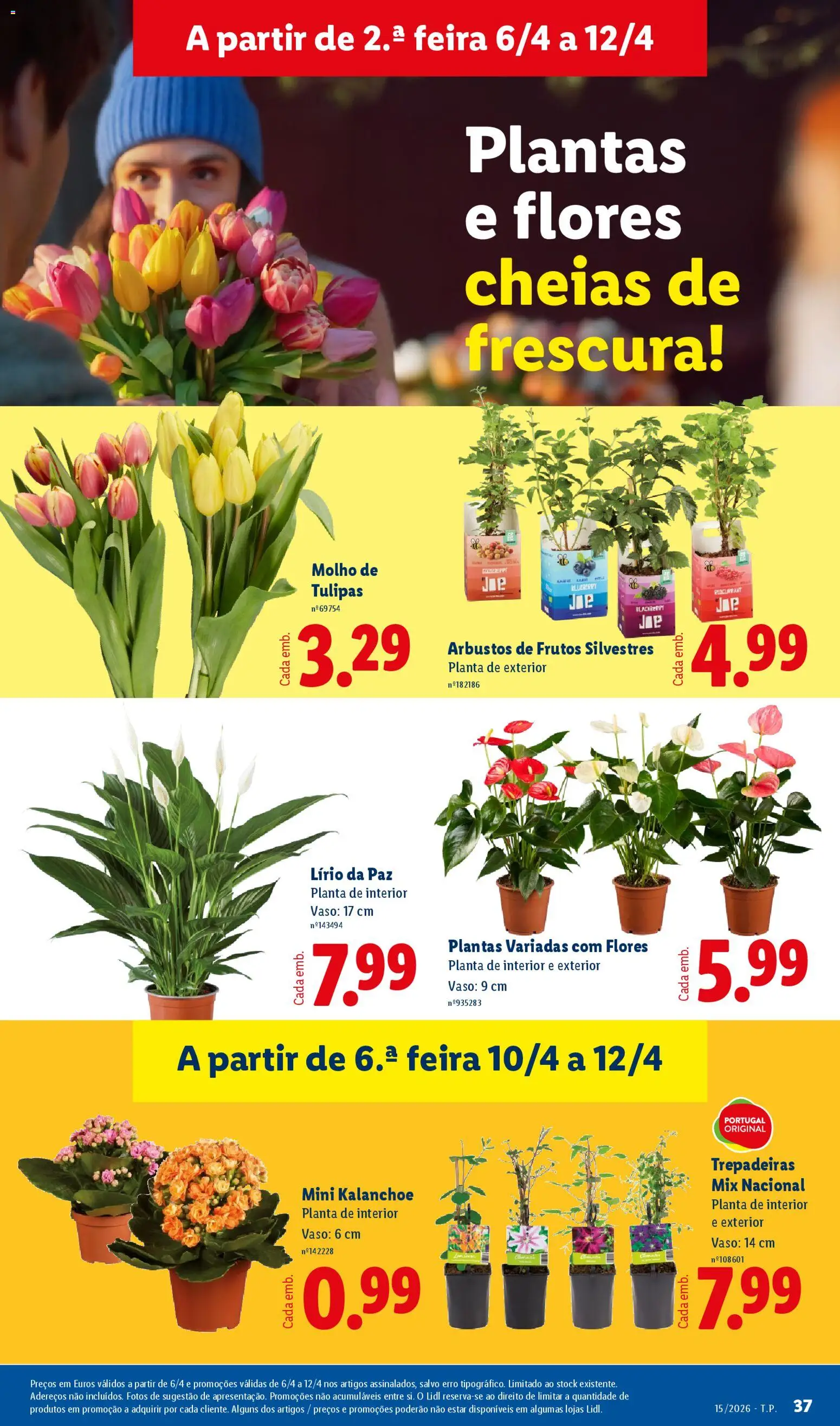 Lidl folheto │ válido de 06.04.2026 | Página: 37 | Produtos: Flores, Vaso