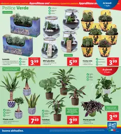 Volantino Lidl del 07.07.2025 | Pagina: 33