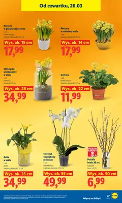 Pogląd oferty "Storczyk trzypędowy premium, 1 szt., różne kolory, średnica doniczki: 11,5 cm" - ważna od 26.03.2026 | Strona: 77 | Produkty: Doniczki, Storczyk, Kwiaty