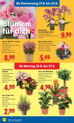 Lidl Flugblatt - Wien, Langenzersdorf, Zwettl gültig ab 21.08.2025 | Seite: 28