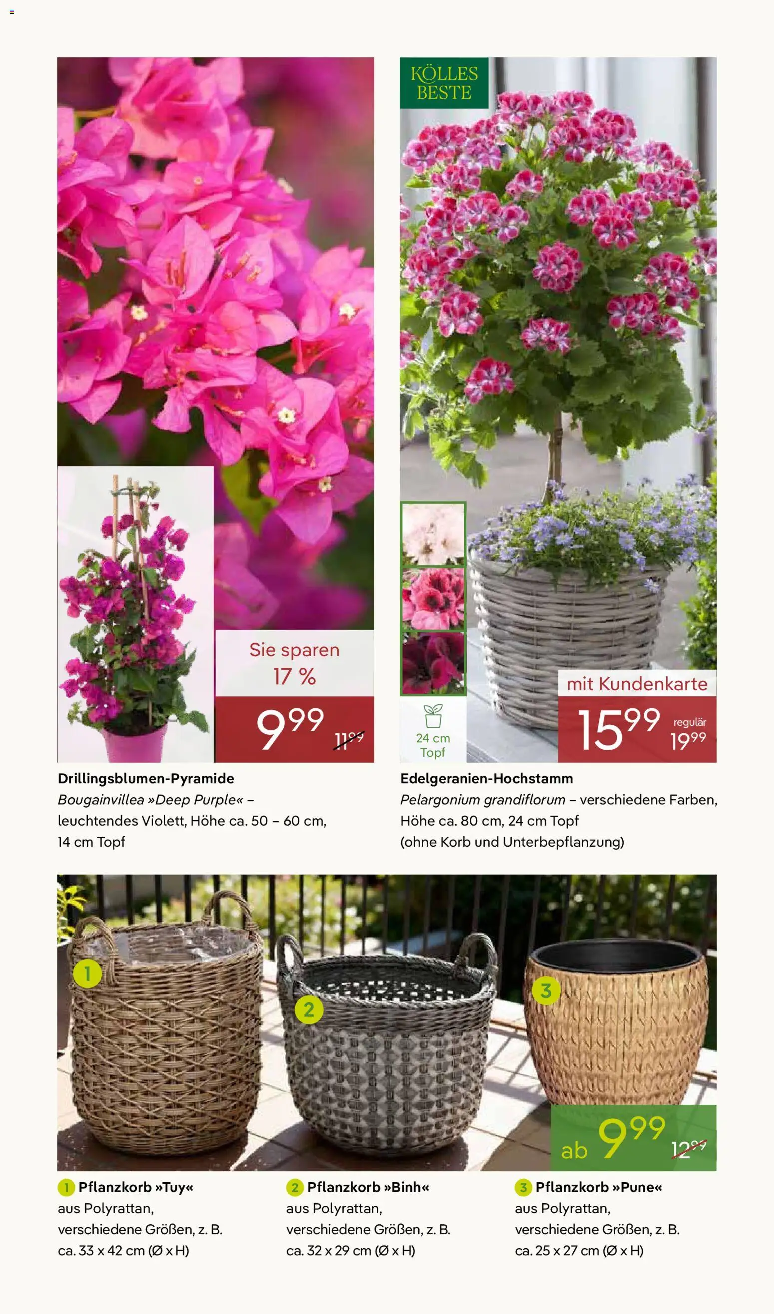 Pflanzen-Kölle Prospekt 	 – gültig ab 07.04.2026 | Seite: 2 | Produkte: Korb