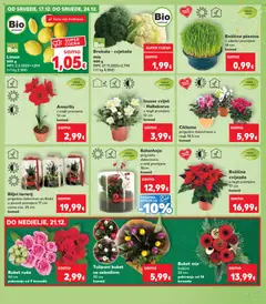 Tulipani buket sa zelenilom, 35 cm, komad - Pregled kataloga iz trgovine Kaufland, vrijedi od 17.12.2025 | Stranica: 21