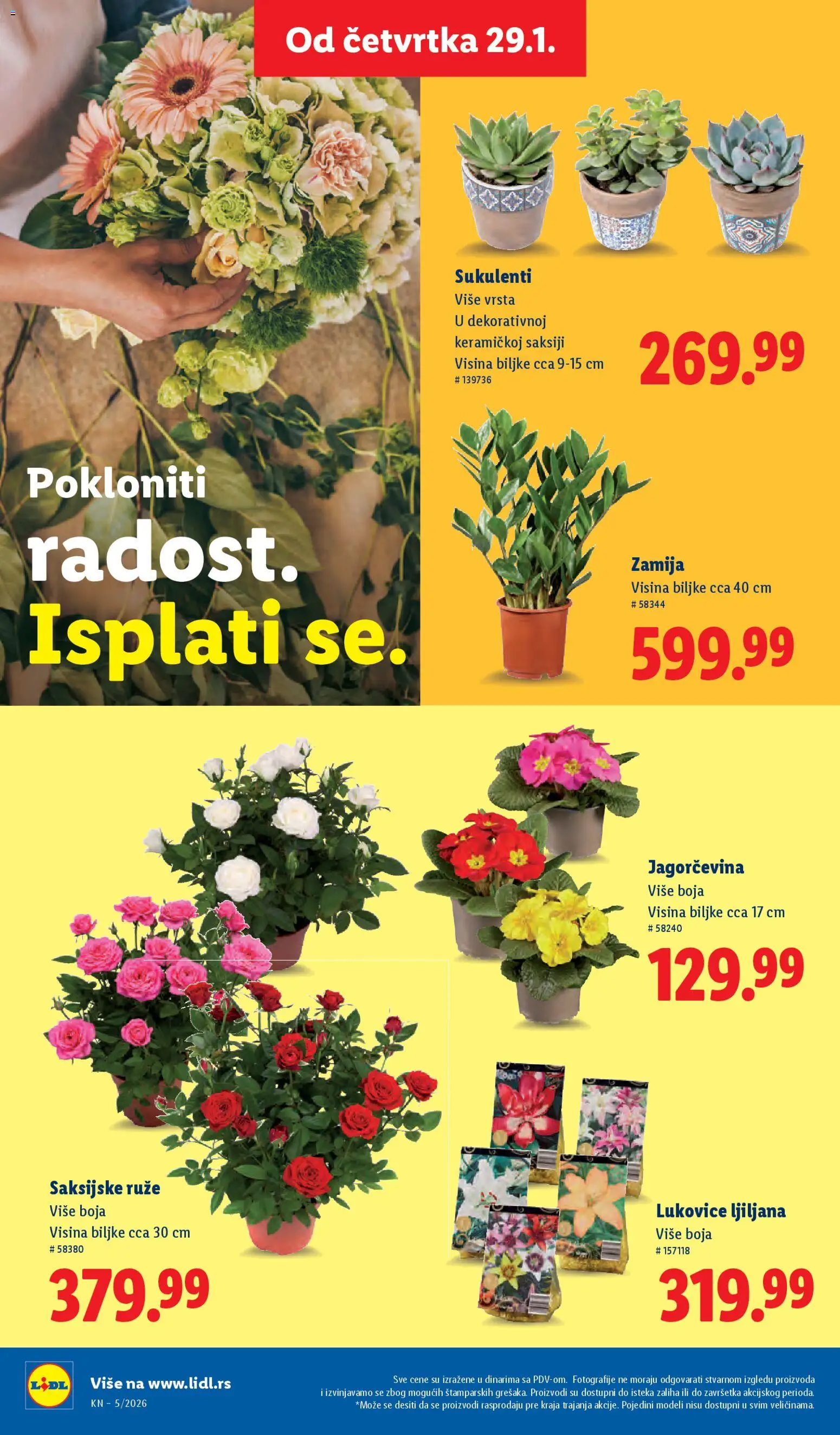 Lidl katalog - važi od 29.01.2026 | Strana: 42 | Proizvode: Ruze