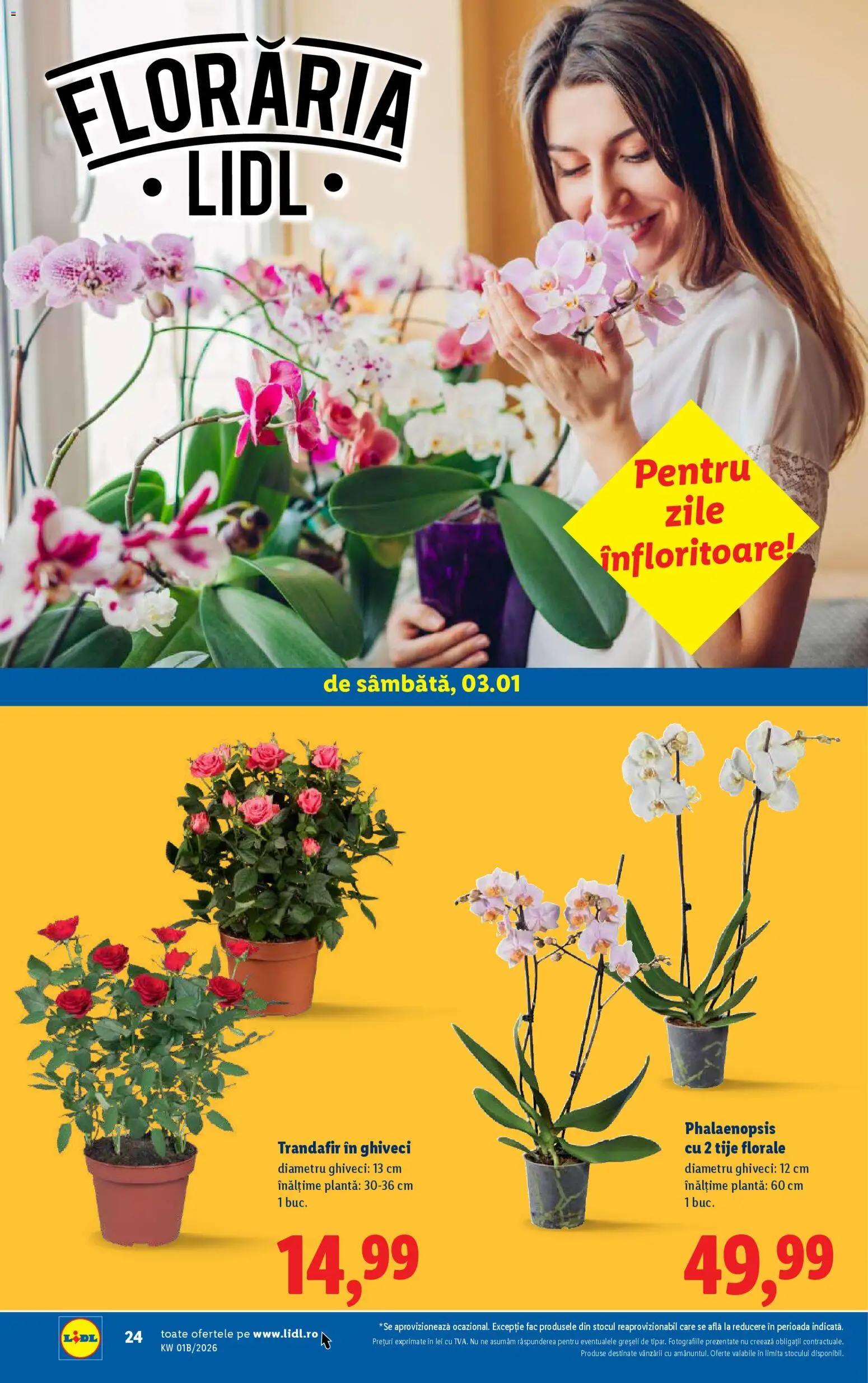 Noul catalog Lidl – valabil de la 02.01.2026 | Pagină: 24 | Produse: Trandafir, Ghiveci
