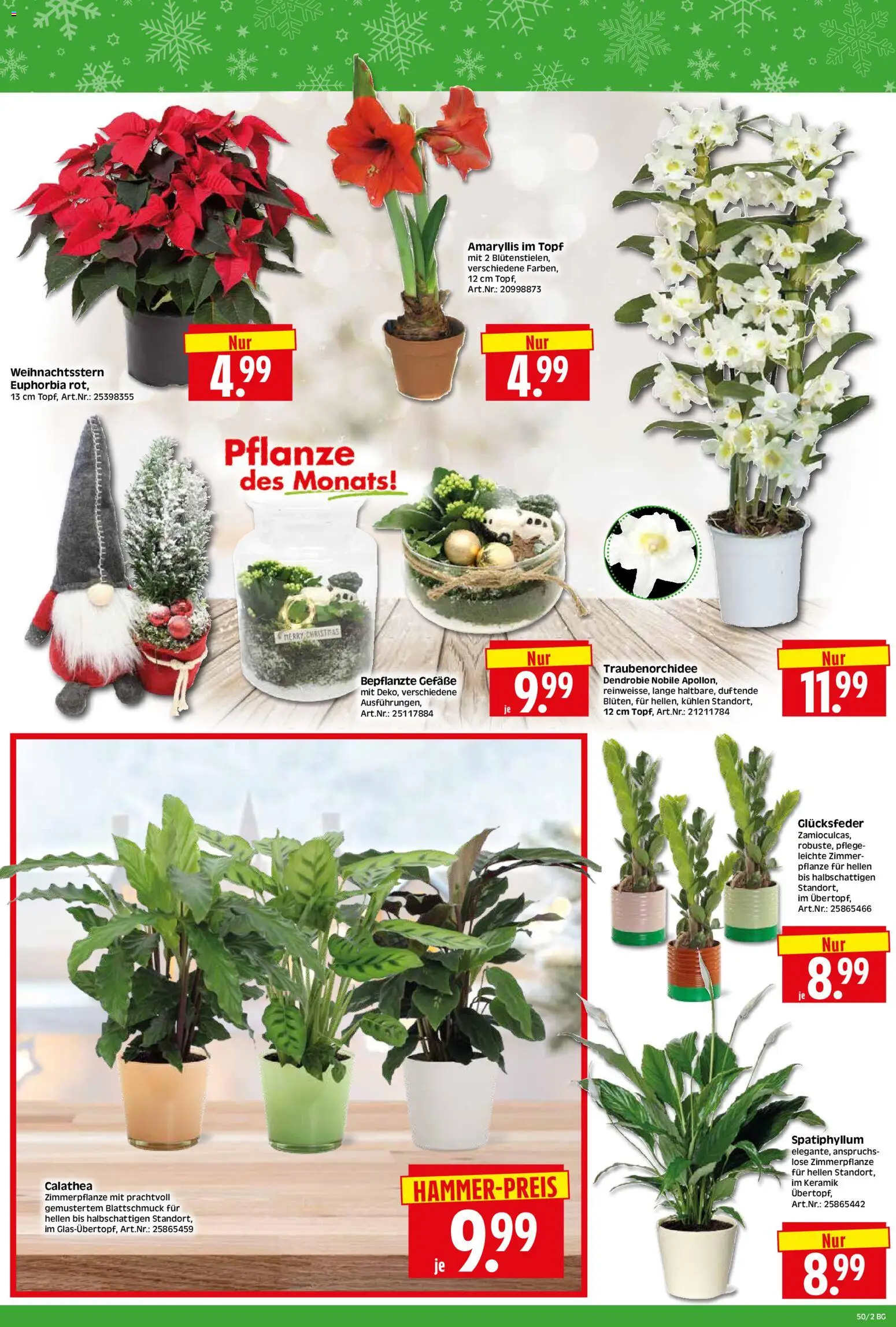 HERKULES Bau & Garten – gültig ab 08.12.2025 | Seite: 2