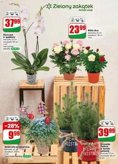 Pogląd oferty "Storczyk 2-pędowy, doniczka 12 cm, wysokość: 50 cm, 1 szt." - ważna od 10.12.2025 | Strona: 62
