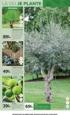 Carrefour - Prévisualisation de Carrefour Jardin plantation et mobilier valide à partir de 14.04.2026 | Page: 9 | Produits: Laurier rose sur tige, Laurier Rose, Olivier, Palmier